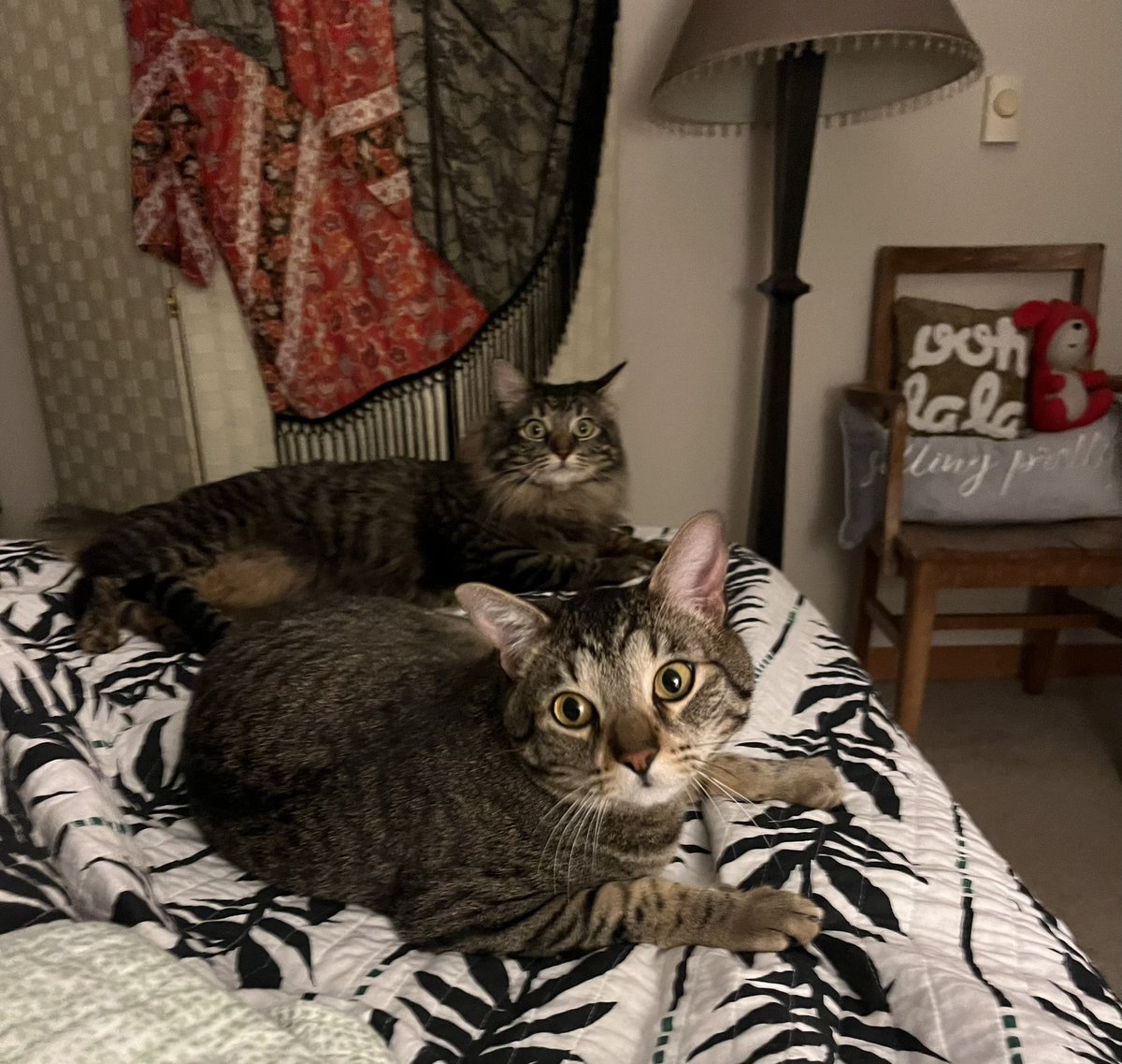 taradublinrocks's tweet photo. It’s after 1:30 pm on the West Coast, which means all naps are valid from this point forward, especially if your cats woke you up before 7 am 

(you might already be napping if they woke you up before 6)

#NormalizeNapping #Caturday https://t.co/HaHBC90l74