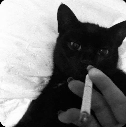 11 days of being $HIM. Still more than comfortable with holding my bag. I can’t wait for this to play out like I think it will.