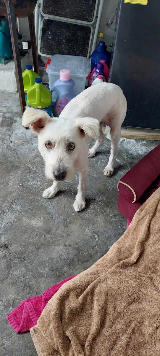 #SERVICIOSOCIAL
URGENTE!
Este perrito fue atropellado en el Puente de La San José, lo atropellaron dos carros pero sobrevivió. Nos urge encontrar a los dueños, contacto 77441073