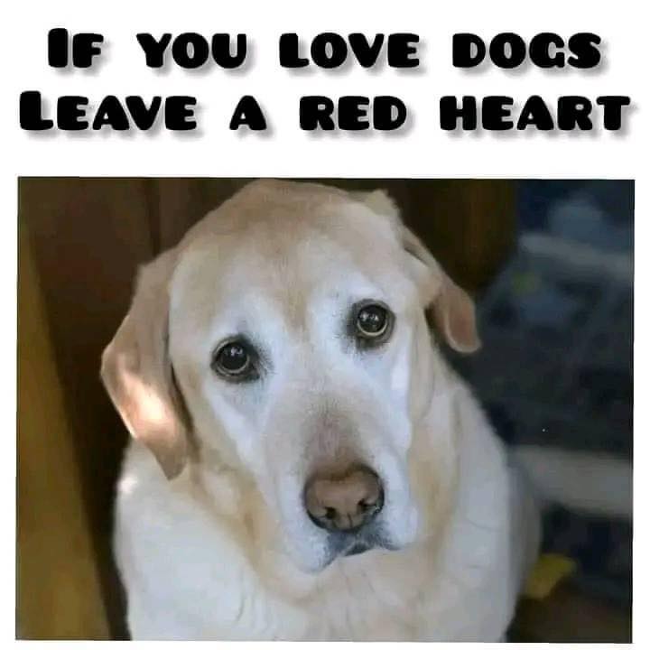 The Dalbo Dog tweet media