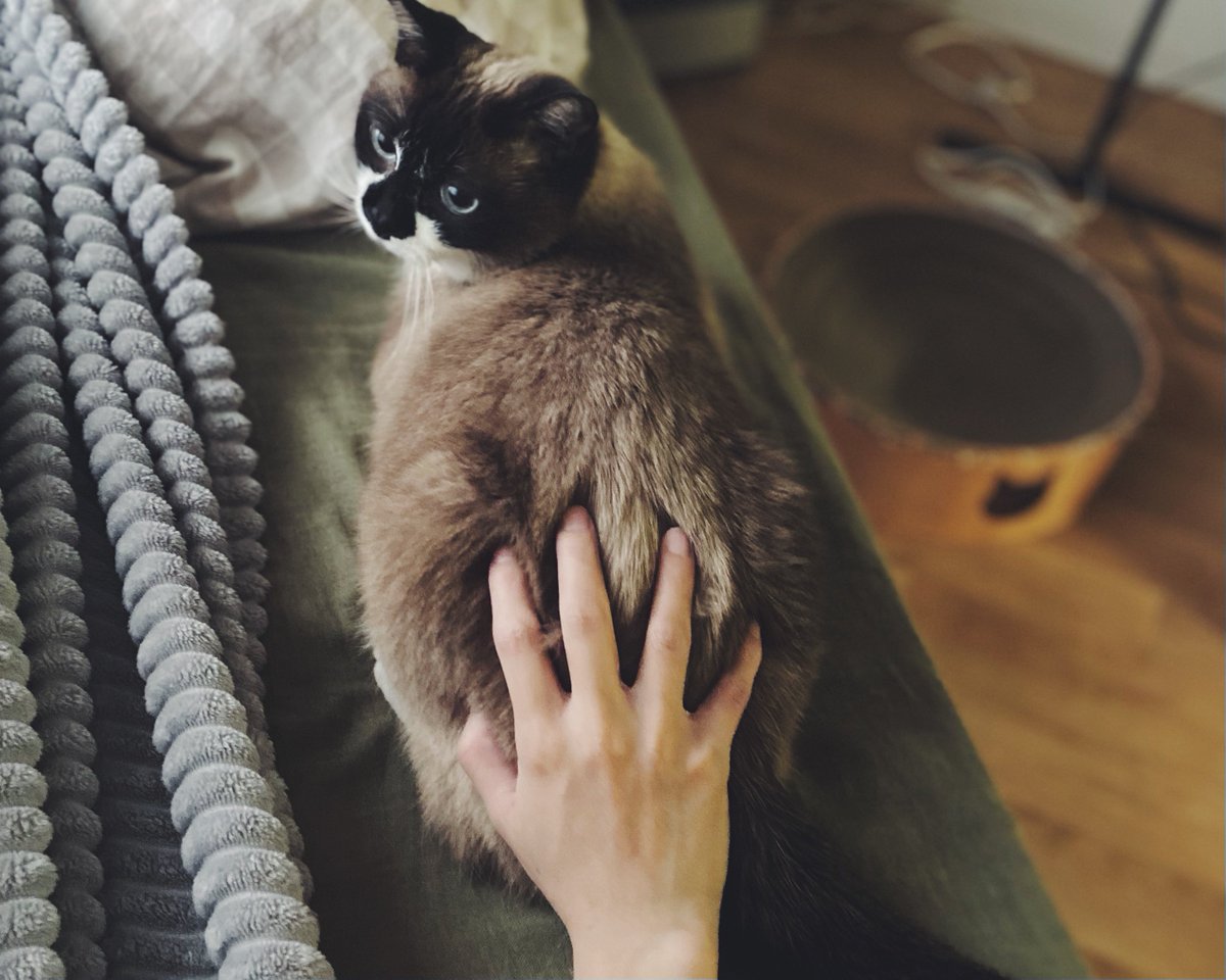 半分夢の中で「でっかいマウスだな」と思いながら目を開けたら猫の尻を掴んでた