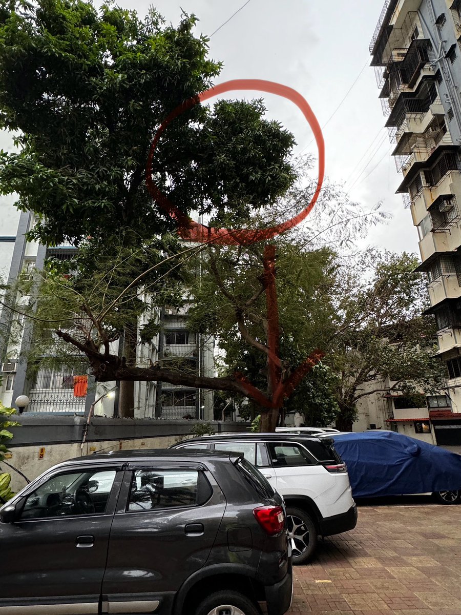 sn12275's tweet photo. New blue heaven 3 times but they are not chopping it and this could fall and damage our car it’s a request to @mybmc @mybmcwardKW to please chop it asap to avoid damage due to rain as per our society it’s not in our premises so we can’t touch.@AndheriLOCA @mybmcGardens https://t.co/akgESGnWSu