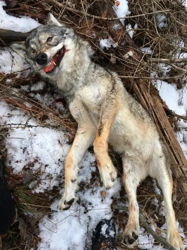 Docaudio11's tweet photo. @EURO2024 Karma. https://t.co/VUtCwGdtuH