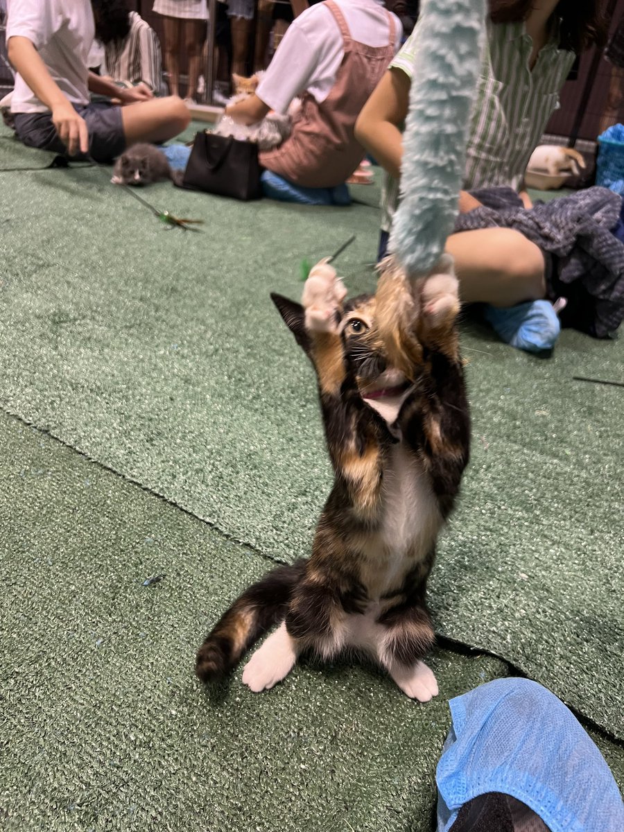 andrevsworld's tweet image. I spent a half hour with kittens at the @minicattown event at SJ Made
The little biter is Reid and she was so tiny and watched to bite all the things right until she fell asleep mid bite
#kitten #bitebitebite #tinykitten