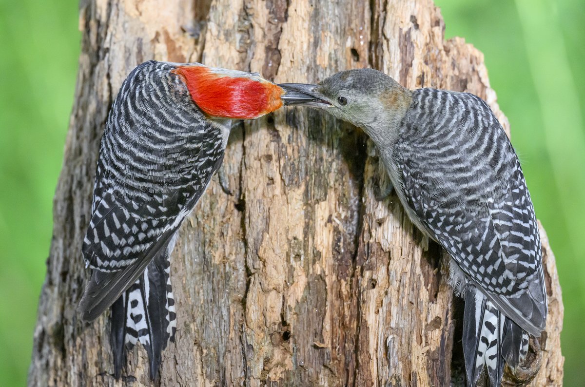 A male Red-bellied Woodpecker (left) feeding one of his young ones.  The red on the young one's noggin is starting to come in. If I had to guess, this one is a male as it looks like some red feathers between the eyes are coming in. Females will have grey on the top of their heads
