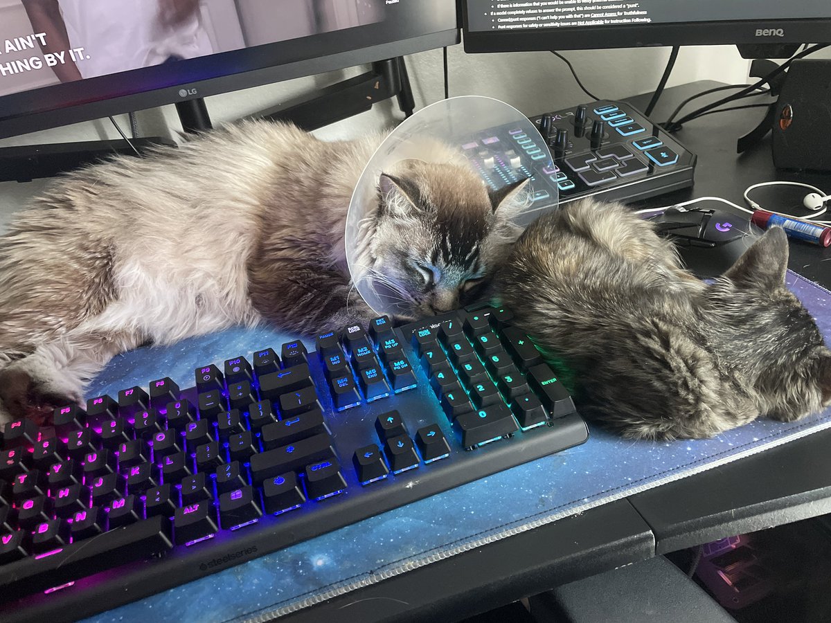 Decided to name her Mia. 

Randy is doing so great with her, they already lay together on my desk
