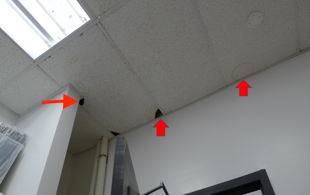 Unsettling pitter patter above. Both rat spp LOVE ceiling voids (oft overlooked) dark/protected/warm by food via lines/chases to kitchen/ basemt trash). Ceiling rats tell-tale: scrabbling, chew holes in tiles, urine/blood stains. Ceiling cam above eatery kitchen (trap 60 rats).