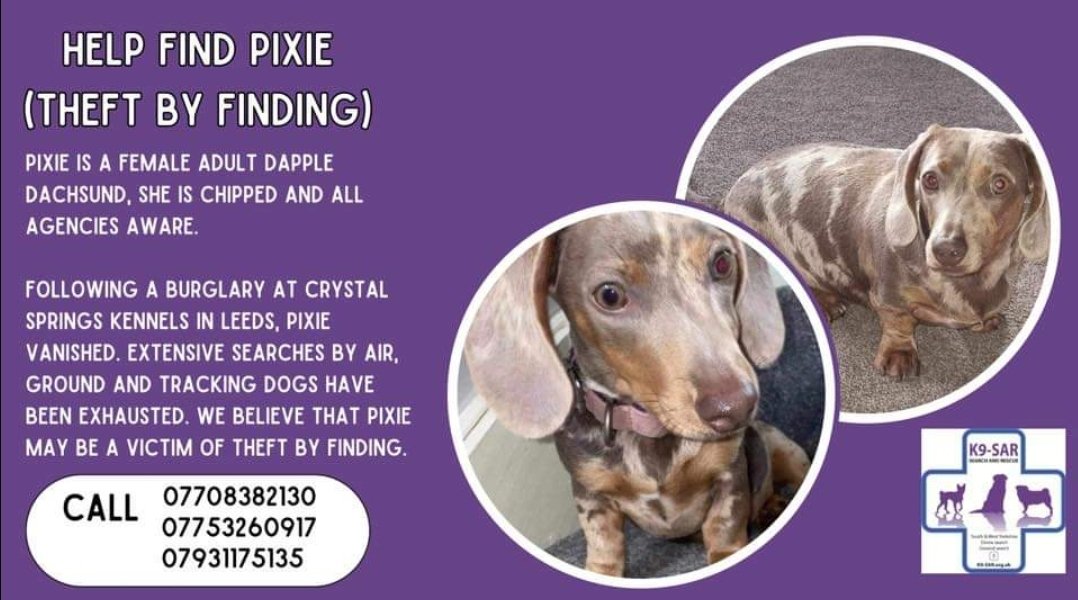 🐕 PIXIE is an adult, dapple dachshund, she is chipped. At 1am on 9 June 24, Pixie was at Crystal Springs boarding kennels, Gildersome Lane, Gildersome/New Farnley LS12 when it was burgled. Pixie got loose &amp; is now believed a victim of #theftbyfinding