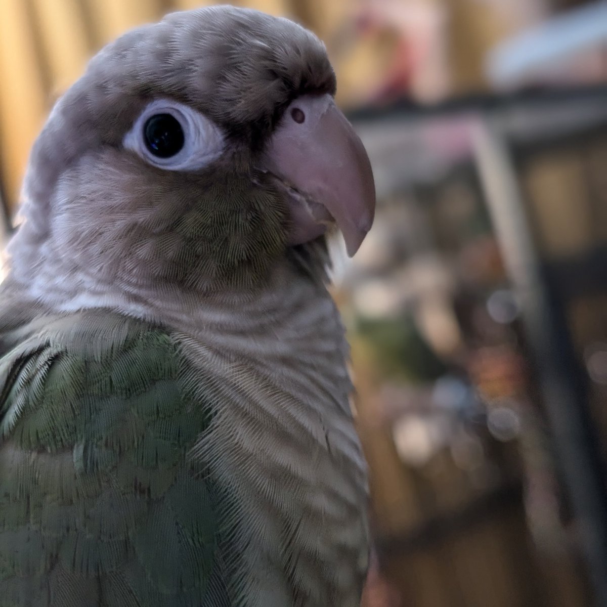 Hi! I'm still around, but my human hasn't been posting as much on Twitter. There are newer pics of me on Instagram though at @/sapphaholic!