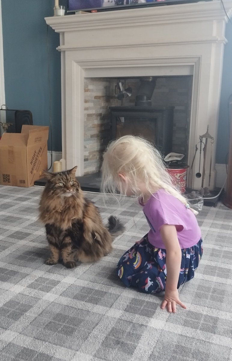 Hanu the Cat tweet media