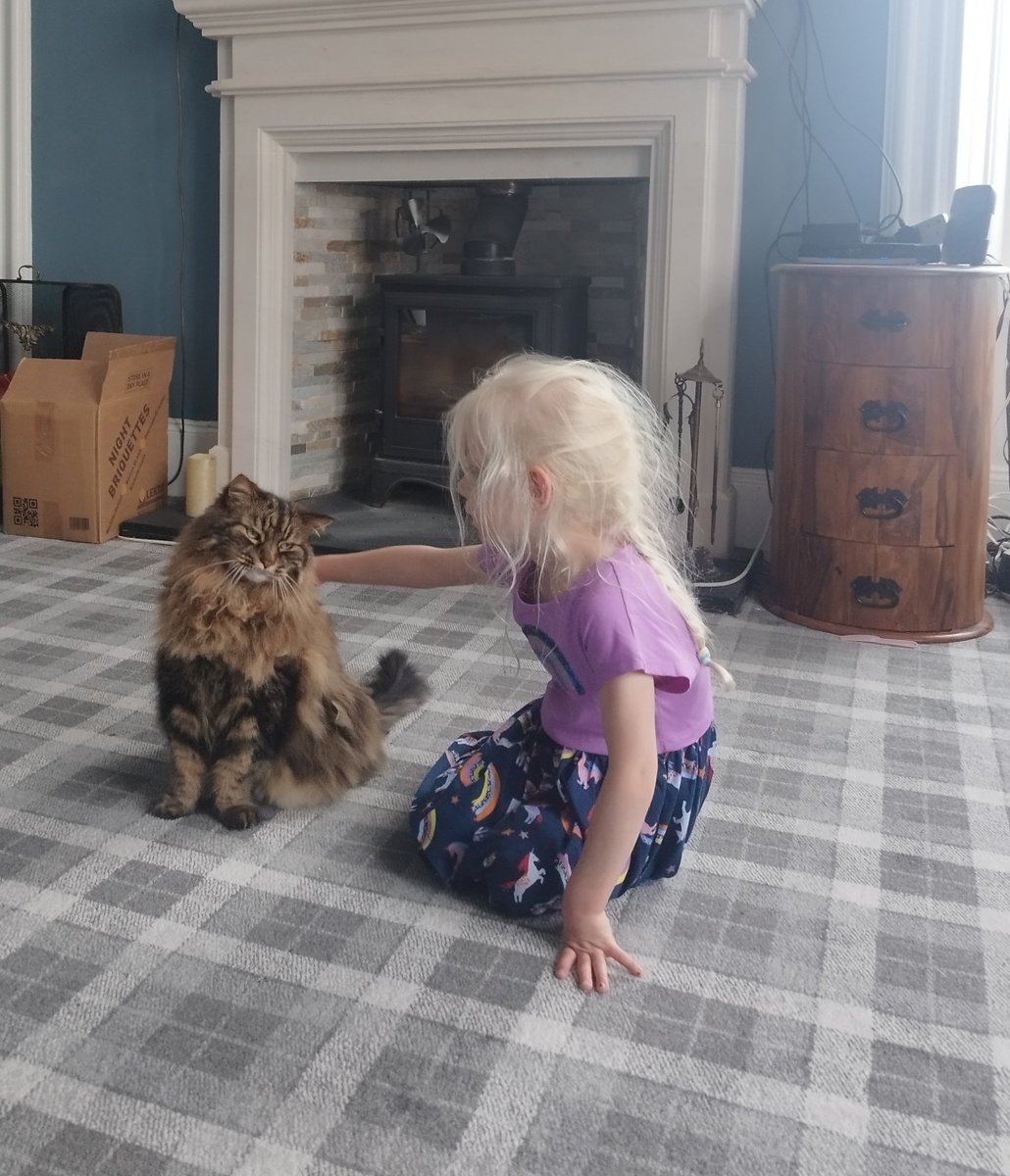 Hanu the Cat tweet media