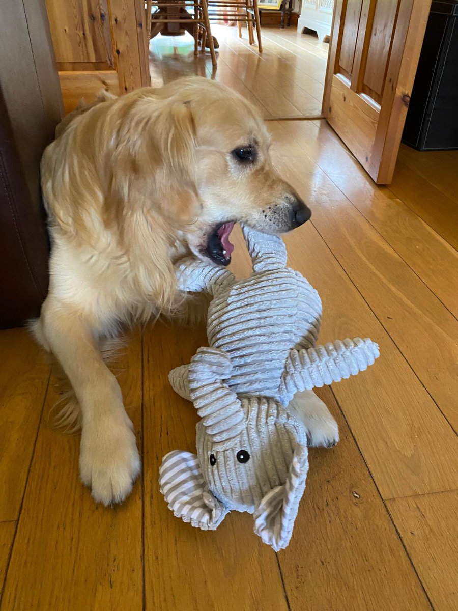 Today I got a new toy. He is an elephant. His name is Donald Trunk. He has a squeak inside and his ears rustle. He is fun <a href="/dog_rates/">WeRateDogs</a> <a href="/dogcelebration/">CelebrationOfDogs</a> <a href="/dog_feelings/">Thoughts of Dog</a> <a href="/Merlin_the_dog/">Burns Quality Treats</a> <a href="/SpikeyGolden/">Spikey_the Golden</a> <a href="/GoldenGeorgeous/">Gorgeous George</a>