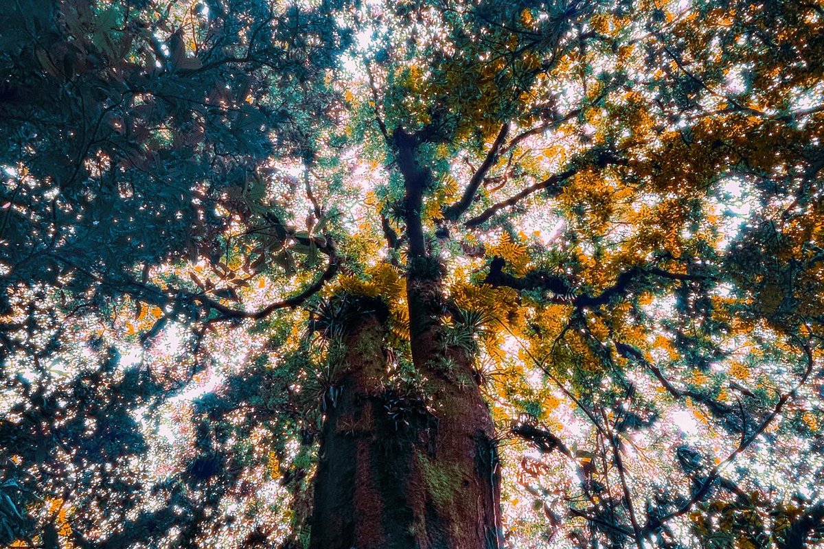 lucid_views's tweet photo. Feeling lost in the daze 🍂 https://t.co/TNHSfj1mUA