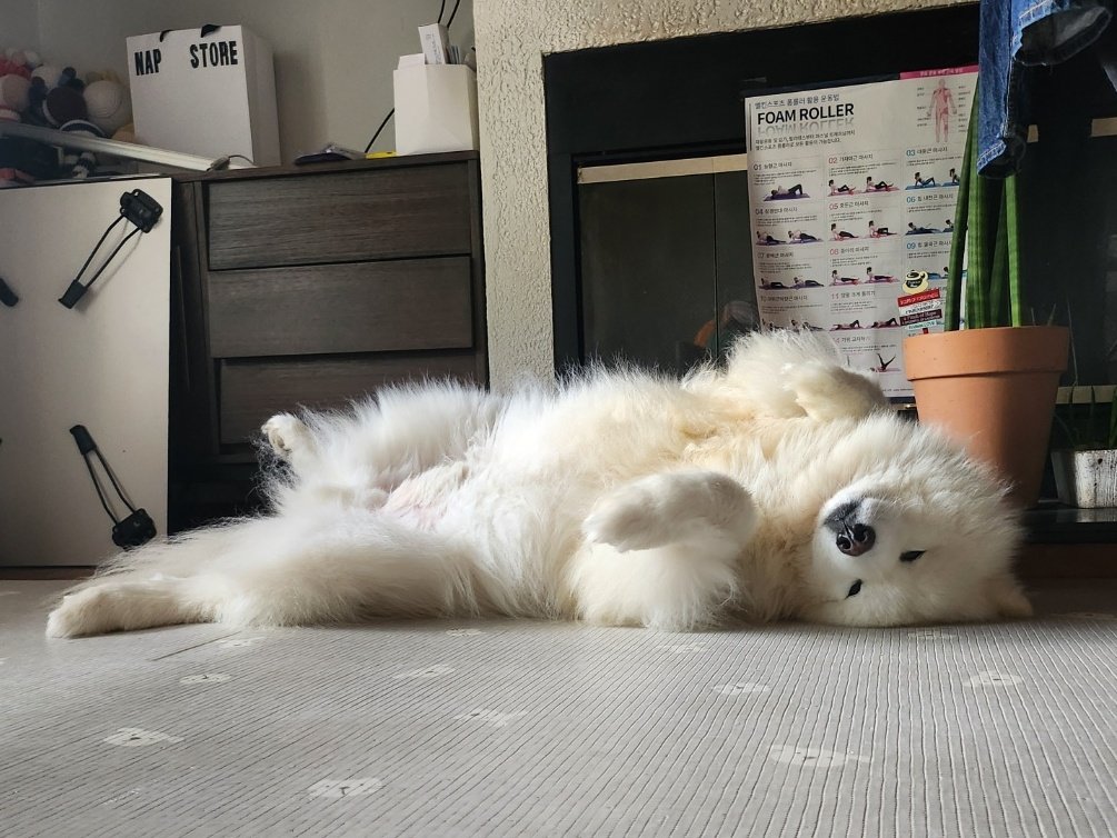 엄마가 스트레칭한다고 종이 붙여놨는데
사람은 안하고 개가 함