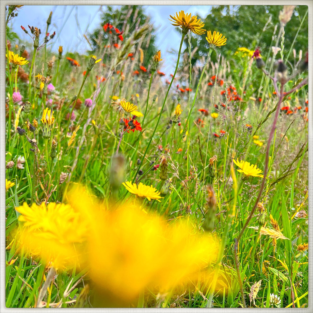 Lizzie Coombes (@bettylawless) on Twitter photo Day 188/366 #photoaday
At the end of a botany walk today with <a href="/MeanwoodRoad/">The Meanwood Road Project</a>, learning about the grasses and flowers on Sugarwell Hill, I sat by ‘the best bench in the world’ and photographed them in all their gloriousness.
#flowers Day 188/366 #photoaday
At the end of a botany walk today with <a href="/MeanwoodRoad/">The Meanwood Road Project</a>, learning about the grasses and flowers on Sugarwell Hill, I sat by ‘the best bench in the world’ and photographed them in all their gloriousness.
#flowers