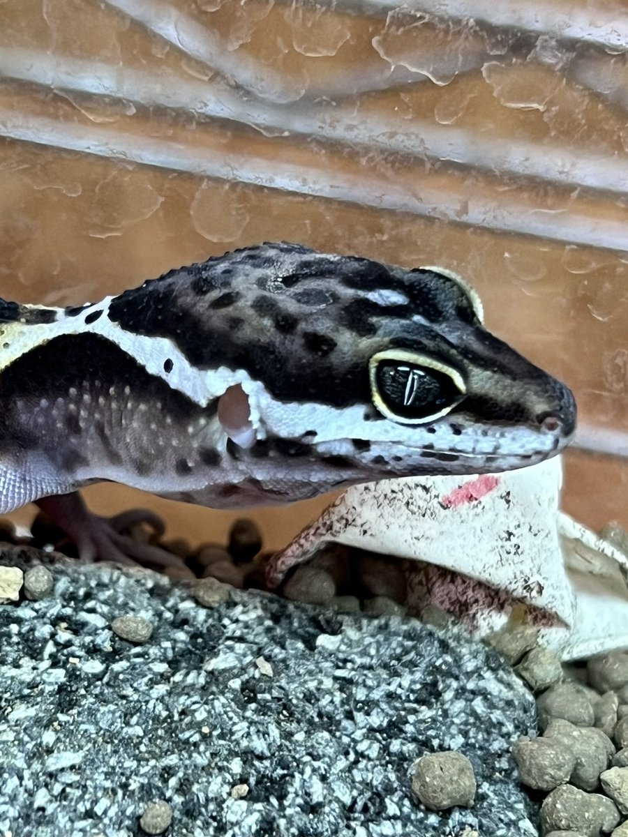 YRKTheGallery's tweet image. 至高のトカゲモドキ誕生！

サトプラトカゲモドキ　ベビー
2024 YuRiKe CB 80,000円

まだまだ柄も色も体型も変わって来ます。
このサイズから育ててその変化を楽しんでください。

#Satpura
#LeopardGecko