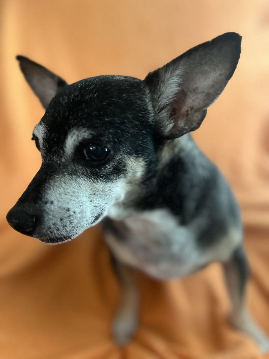 W5BWS's tweet image. Rescue “Buddy” has been with us for 120 weeks today.