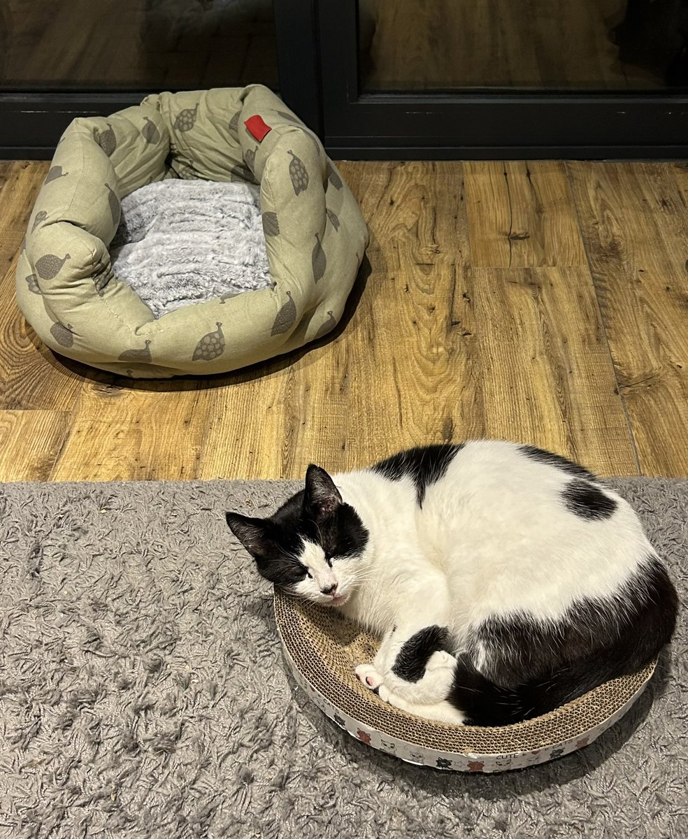 Barry has a new bed. That he’s completely ignored as he’d rather sleep in a corrugated cardboard bowl.