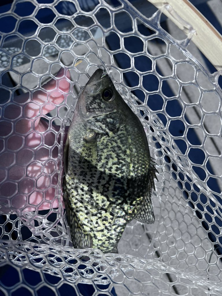 Cameron Makes Rockets tweet media