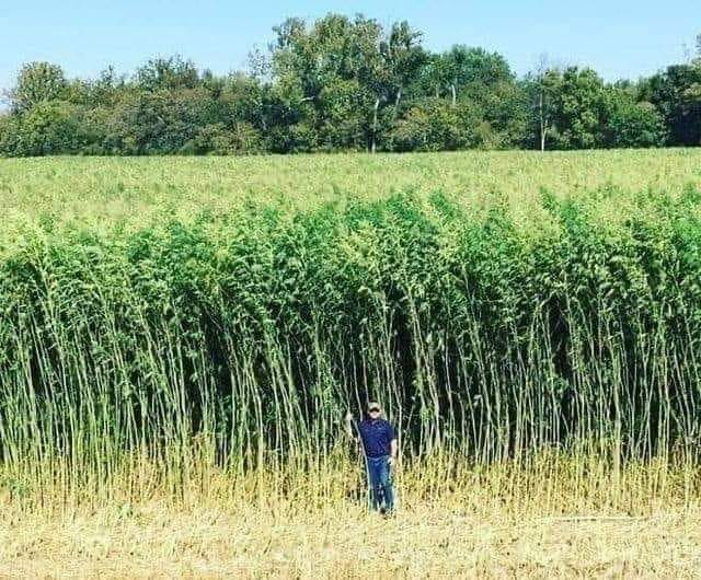 pierpi13's tweet photo. Repetita juvant (forse):
Un ettaro di canapa produce il 25 % in più di ossigeno rispetto a un ettaro di foresta e garantisce un apporto di cellulosa che è circa il doppio.
Un acro di canapa cresce entro 6 mesi, mentre una foresta cresce per decenni prima di essere raccolta.
Facendo carta di canapa, potremmo salvare milioni di ettari di foresta ogni anno.
La canapa può essere utilizzata nella produzione tessile, nella costruzione e anche come biocarburante.
