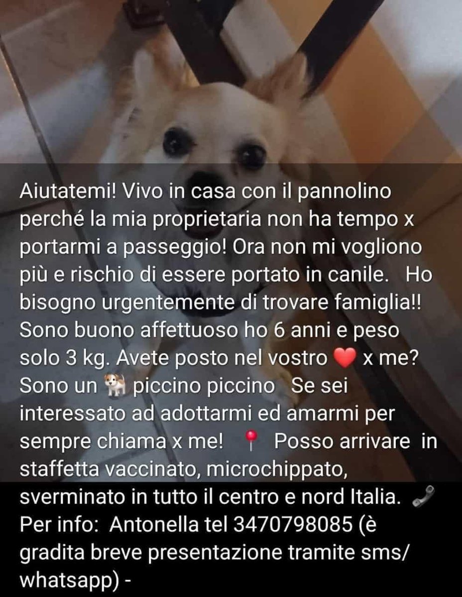 GuerraAchi97365's tweet photo. AIUTIAMO QUESTO SCRICCIOLINO 🙏🏼🙏🏼🏡🏡📣📣📣🆘🆘🆘🆘🆘❗❗❗❗👇🏼👇🏼👇🏼👇🏼
UN POSTICINO PICCOLO PER LUI🙏🏼🐾👇🏼👇🏼👇🏼👇🏼 https://t.co/hUMKpBohcy