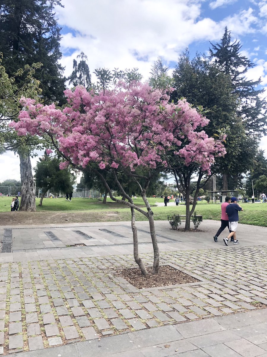 kukyrojas's tweet photo. 💙❤️💙 #LindoQuito

El cielo con el celeste más intenso y más lindo del mundo
Al fondo, el Cotopaxi con su cabecita de nieve 
El clima abrigadito, simulando una feliz primavera 
Los arupos floreciendo y engalanando las calles con flores 🌺 rosadas https://t.co/mRbqIsL75O