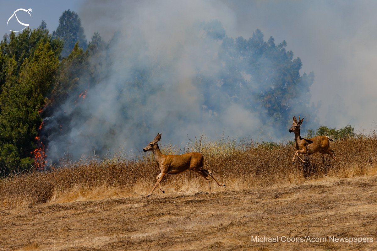 Michael_Coons's tweet photo. #ViewFire It was the 2nd fire in 2 days for @vcfd in Thousand Oaks. The View fire burned around 14 acres in the Arroyo Conejo Cyn. No official cause yet but one resident said he heard a boom (like fireworks) then saw the smoke. #ohdeer @TOAcornNews https://t.co/nIdBo893kR