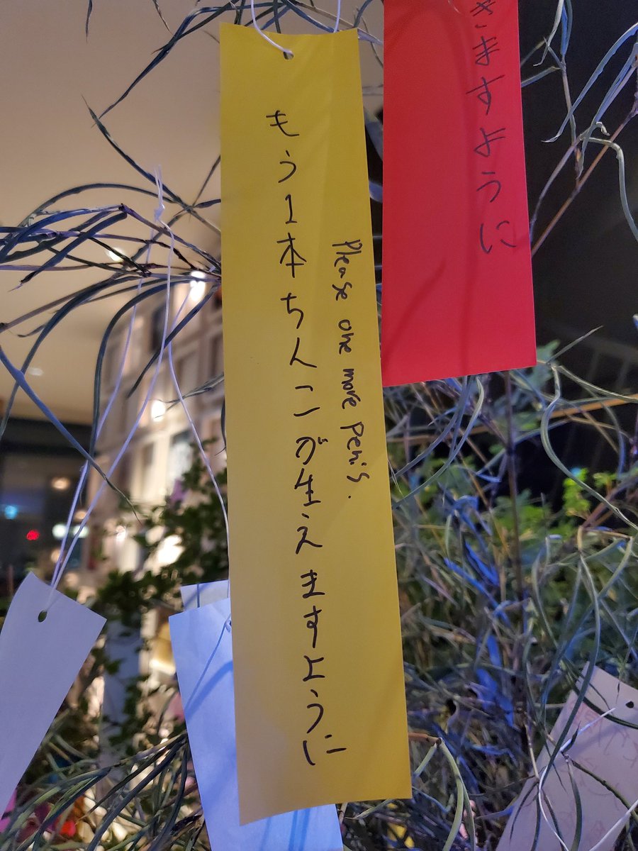 Seeeeiyaa's tweet photo. 七夕だから世界平和を祈ってきた https://t.co/NLA37OH3au