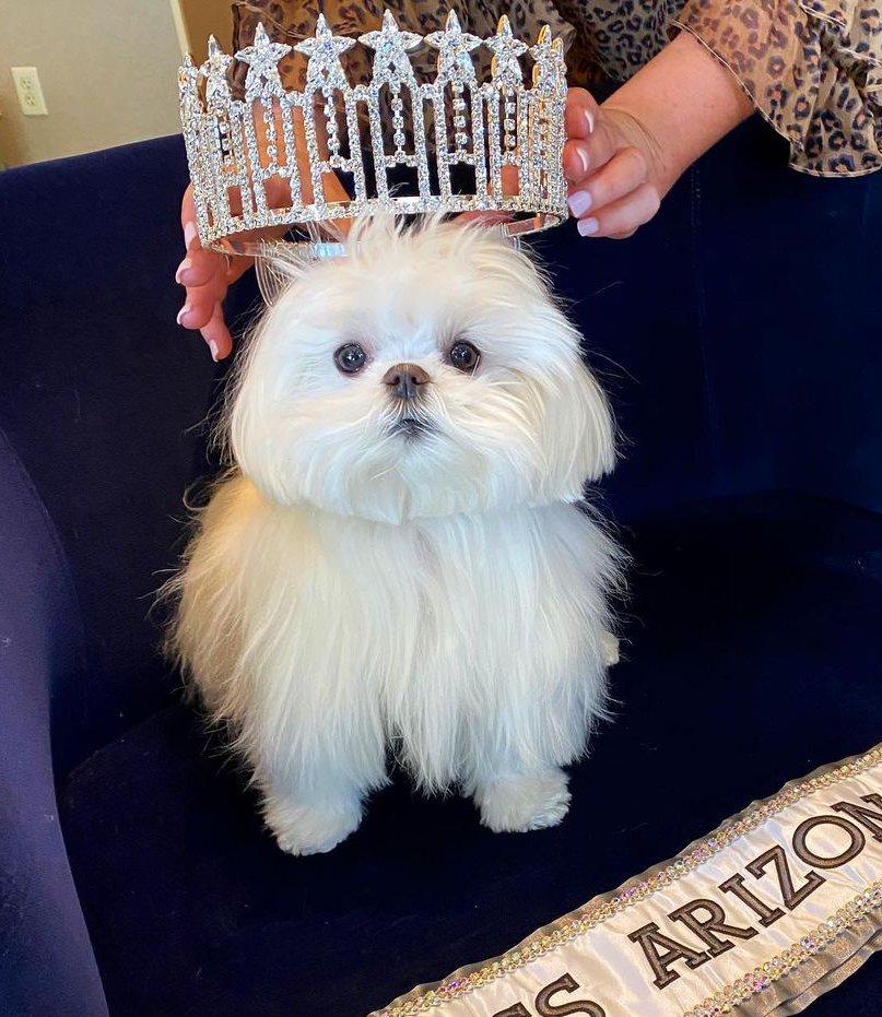 $coco was abandoned by the real dev (deployer) but adopted by the community.

$coco is here to stay. Maybe not immediately but coco will find her place as the queen eventually.

$coco is cute