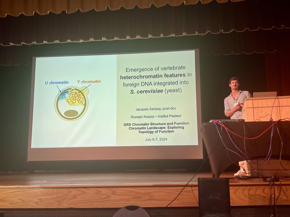 ChromatinGRS's tweet photo. Next up, @jacquesSerizay from @institutpasteur presents impressive work on the consequences of integrating foreign DNA into yeast 🍺. Check out their latest preprint for more on how this model reveals heterochromatin features! #ChromatinGRS2024 https://t.co/mnhrNwPsF3