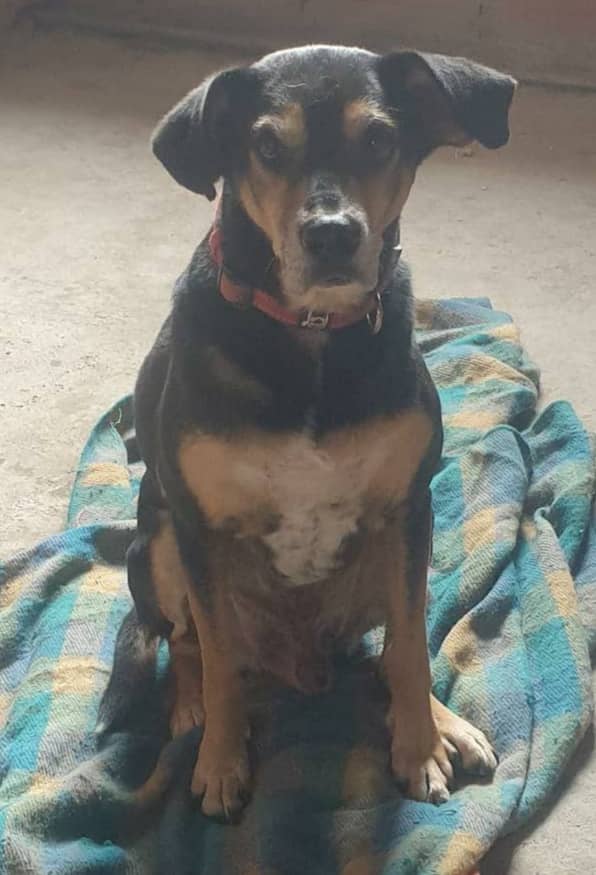 yaracalcagno's tweet photo. Difundo. Soy Carlitos/el Negro tengo 9 años, noble, cariñoso y buen compañero. Necesito Urgente un hogar que me cuiden y me den mucho amor. En  el hogar temporal  ya no me pueden tener.  Castrado, dosis de bravecto,  desparasitado y vacuna antirrábica. 0414-2647608 . Los Teques https://t.co/Xy0tD33nJ4