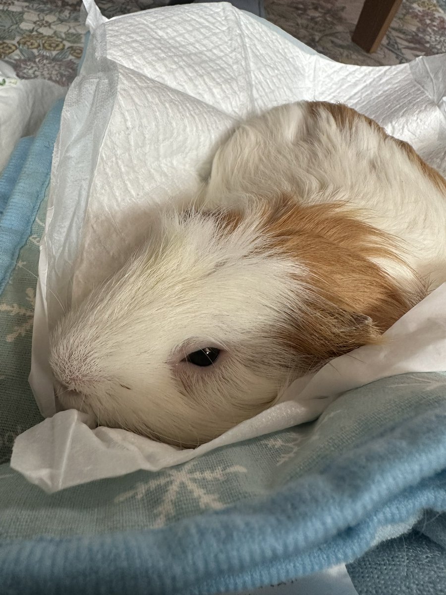 おはようございます☀️

ソフィがお空へ行って早数日。
フウはお兄ちゃんを失って
さみしそうです…🐹
今はたくさん抱っこして
甘えん坊にさせています🍀

ソフィにお供えサラダを
毎日作っています🦁💓🥗

#モルモット
#ペットロス