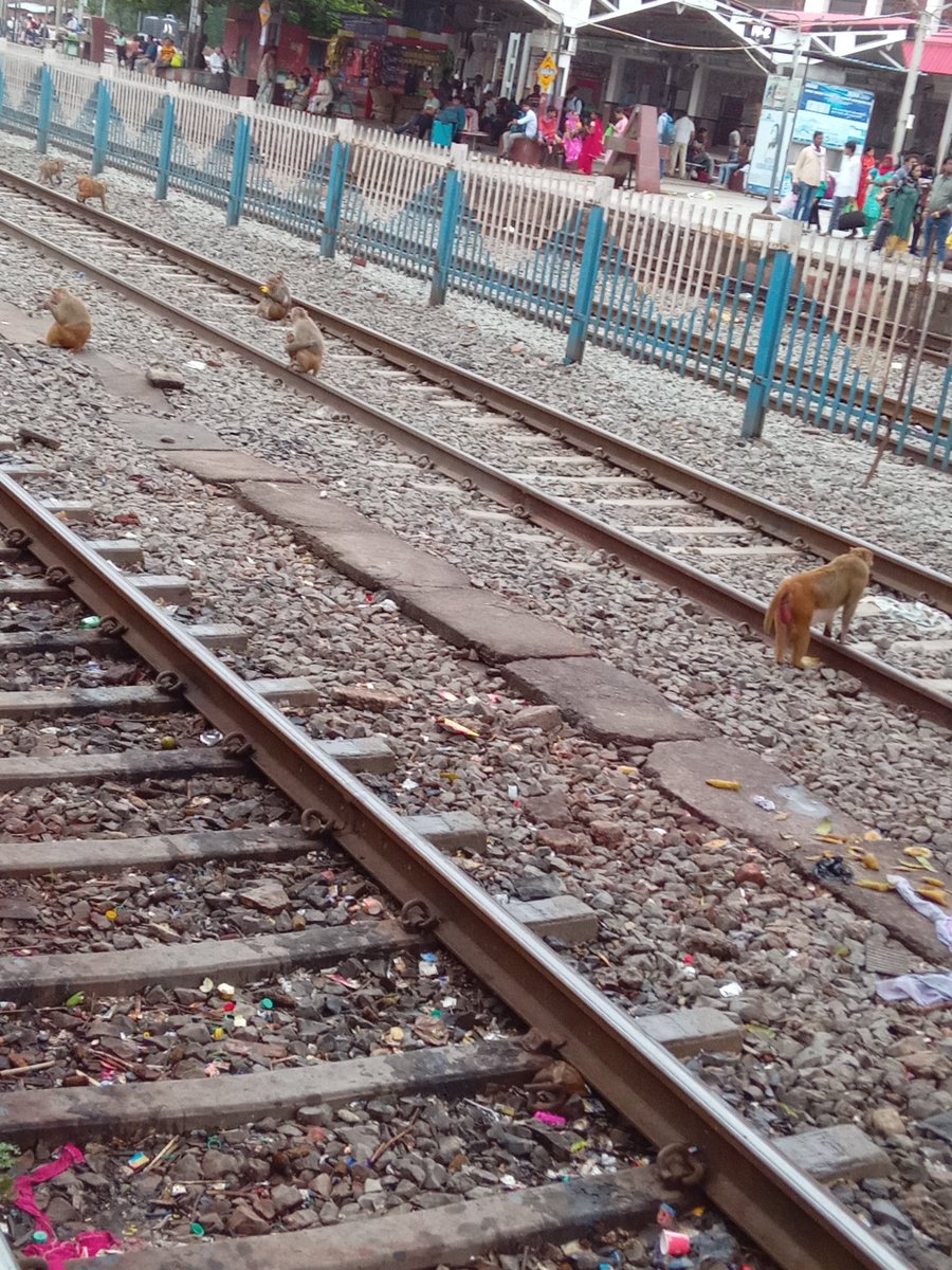 आरा स्टेशन पर बढ़ा बंदरों का आतंक
#ara #railwaystaion <a href="/AshwiniVaishnaw/">Ashwini Vaishnaw</a>