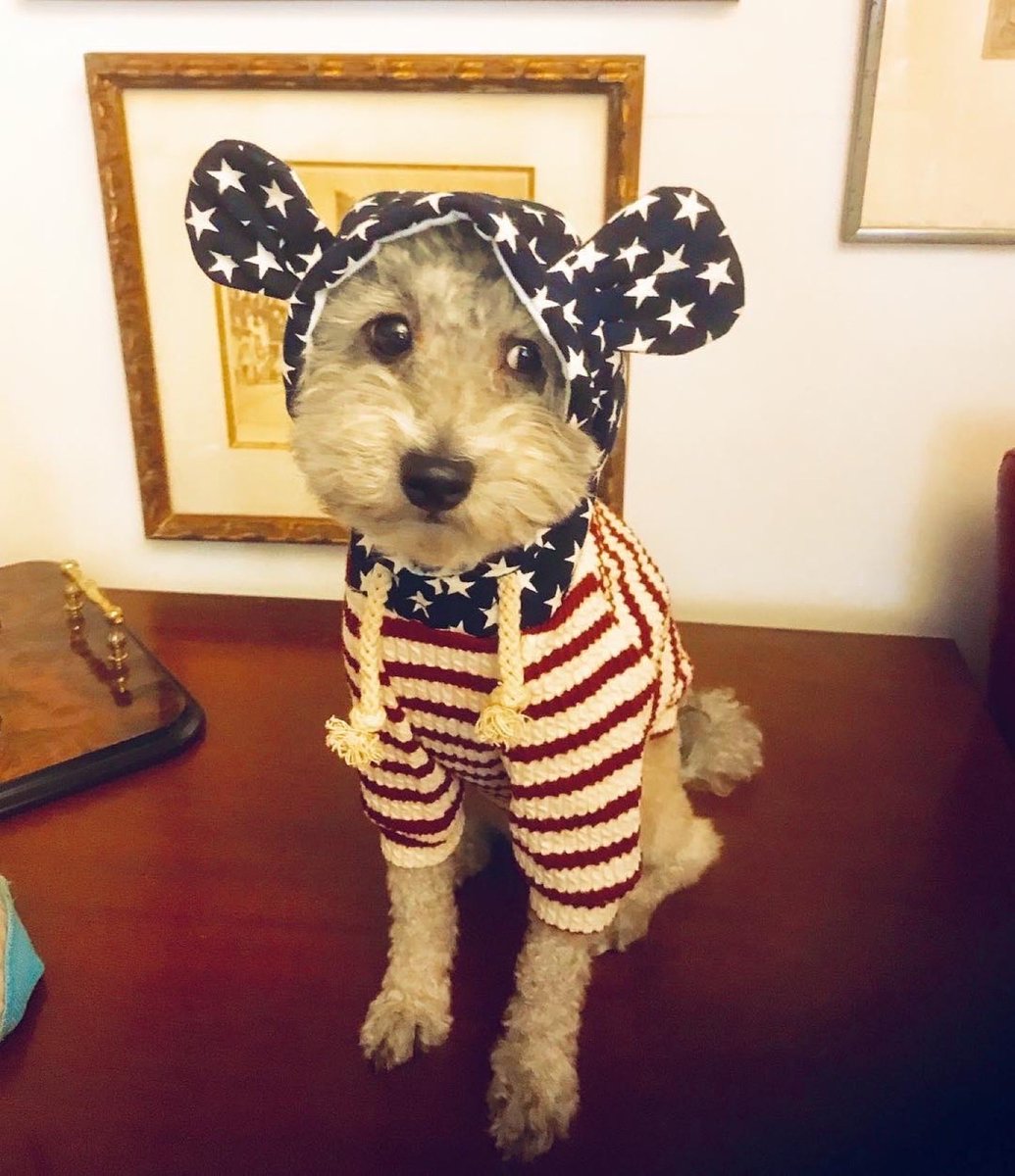 indya73's tweet photo. Francois enjoying 4th of July ⁦@RaeganMedgie⁩ ⁦@mcharlesworth7⁩ ⁦@ABC7NY⁩ #bigdogsunday https://t.co/E5BaSpHz1h