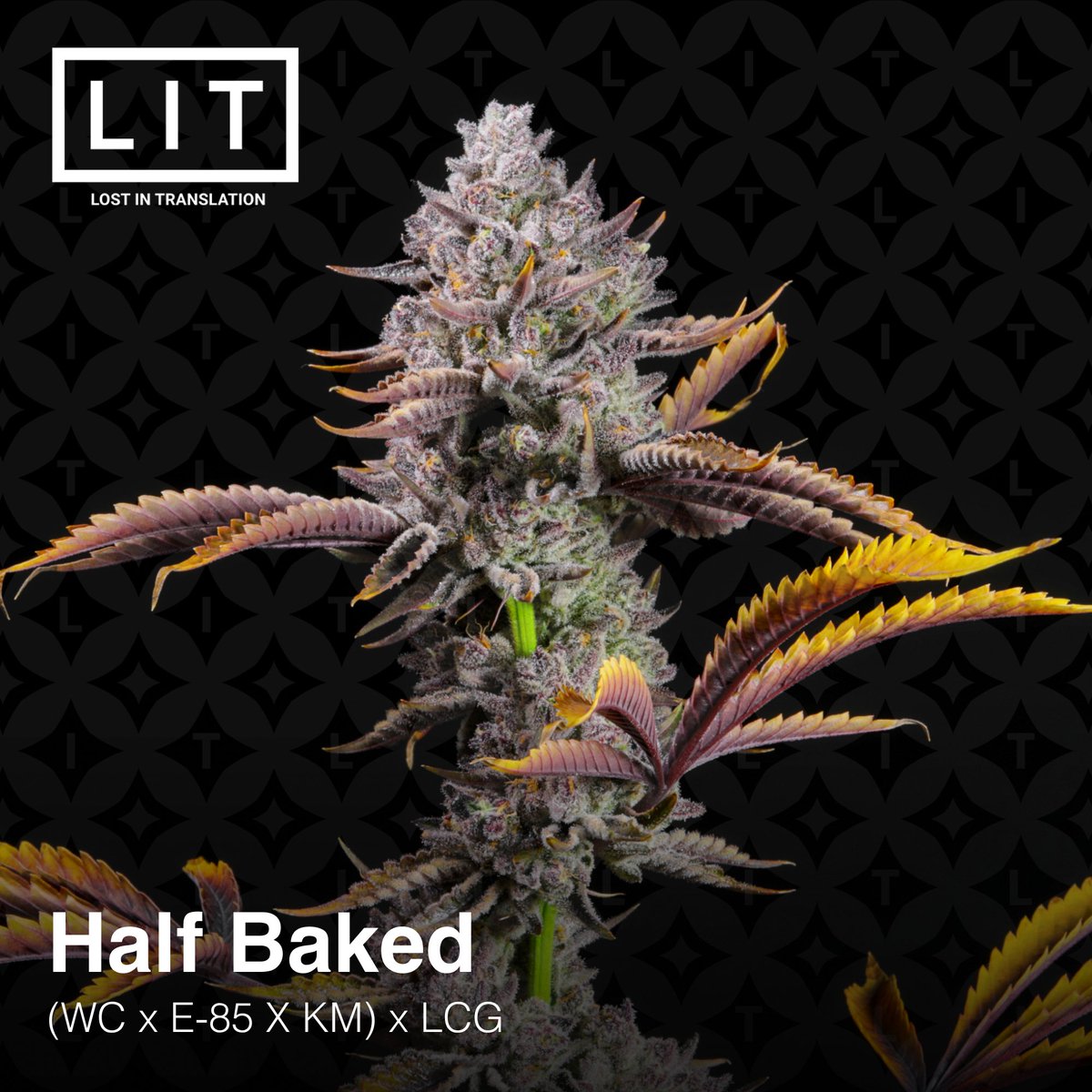 LitFarms's tweet photo. Dropping July 10th, all new cross HALF BAKED which is (Wedding Cake x E-85 x Kush Mints) x Lemon Cherry Gelato https://t.co/rPZFfpojY0