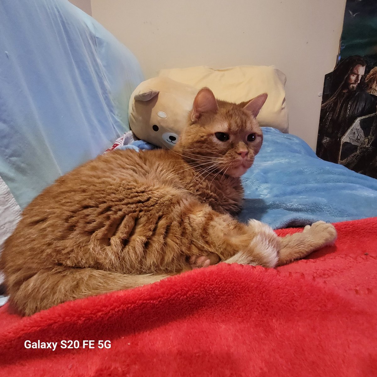 lynnslagle42's tweet photo. I feel like I've disappointed him in some way lol! Not sure 🤔 I keep getting the side eye from him. I'm just sitting here! #cerebellarhypoplasia #wobblykitty #chkitty #chlove #louiepatchouliblue #smallboi #glareatmom #youknowwhatyoudid #nonotreally #sideeyelouiegangstaname https://t.co/pC3PhcBRdp