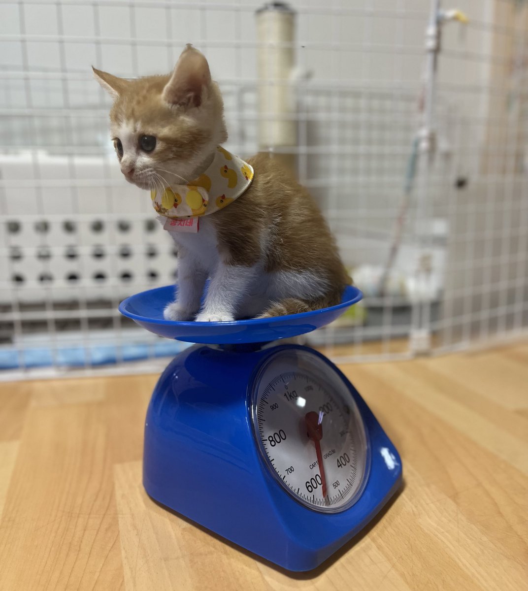 이러케 의젓한 아가고양이가