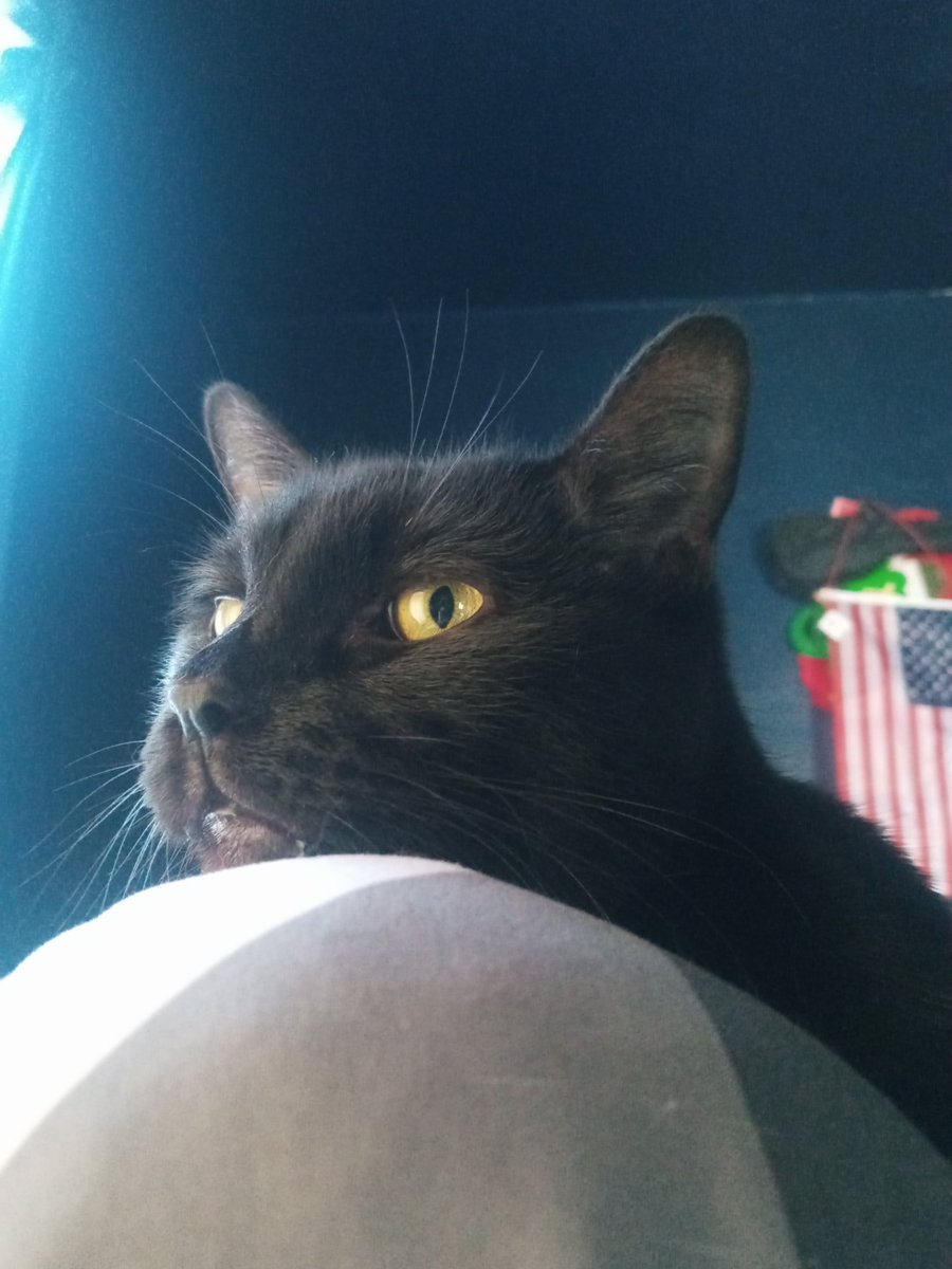 WonderGiant tweet media