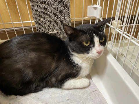 kinki_foster's tweet photo. 急募！リリースまでにお家猫にしてあげたい
兵庫県 ♀ 生後1才 のネコちゃんです。
 #猫 #ネコ #里親 #里親募集 #兵庫県 #拡散希望 
詳細：https://t.co/9BxqdD9V3A
写真： https://t.co/JKFSpp70hz