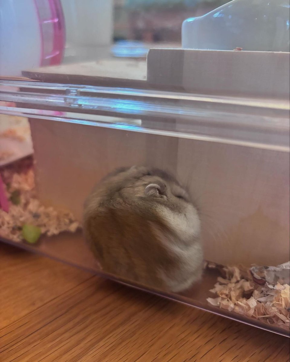 Why are you like that? 🐹🥺💤💤