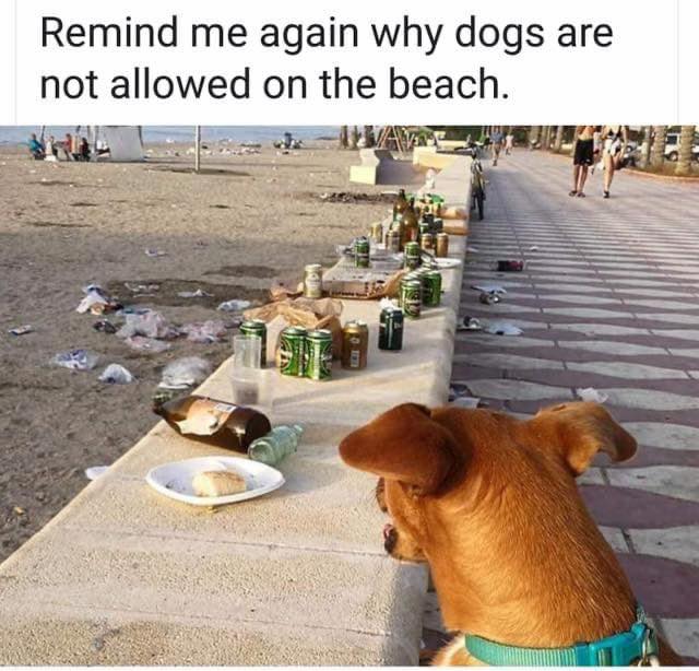 thehappydog_'s tweet photo. Do you think dogs should be allowed on the beach ? 🤔 https://t.co/UnhRrAd07H