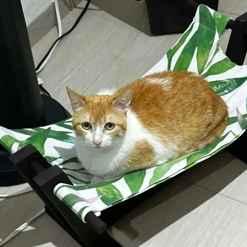 LHamacats's tweet photo. Además si junto dos más puedo pedir una #Hamacat para mi colección de michis
#Hamacats
#camasparagatos
#camasparamascotas
#hechoenmexico
#hechoamano
#hechoconamor https://t.co/fuaIf7s4cC
