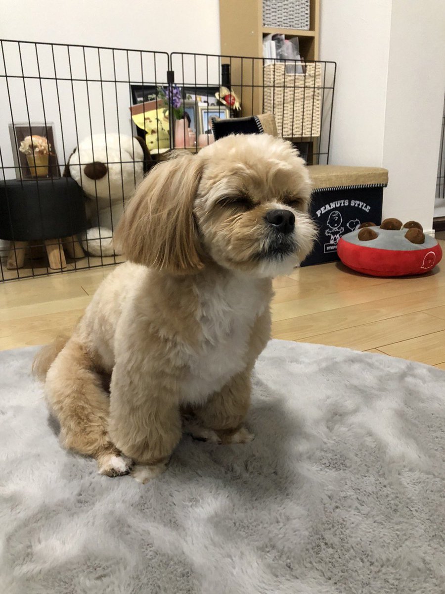 chestnut1108_'s tweet photo. 座ったまま寝てる🤣
#ペキプー #まろん #犬のいる暮らし #トリミング #おつかれさま https://t.co/A0FuYo0tHi