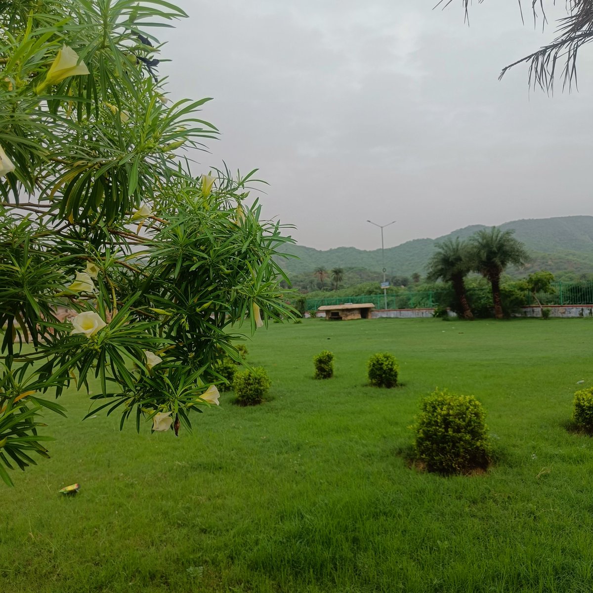 MAtifShibli's tweet photo. A lush greenery morning brims with serene beauty💚

Subhe Sukoon https://t.co/fpkCmoYUe3