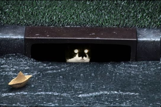 $Bubbles the Pom tweet media