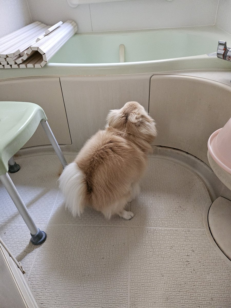 そこ、ばぁばんちのお風呂だよ

#いぬのいる暮らし