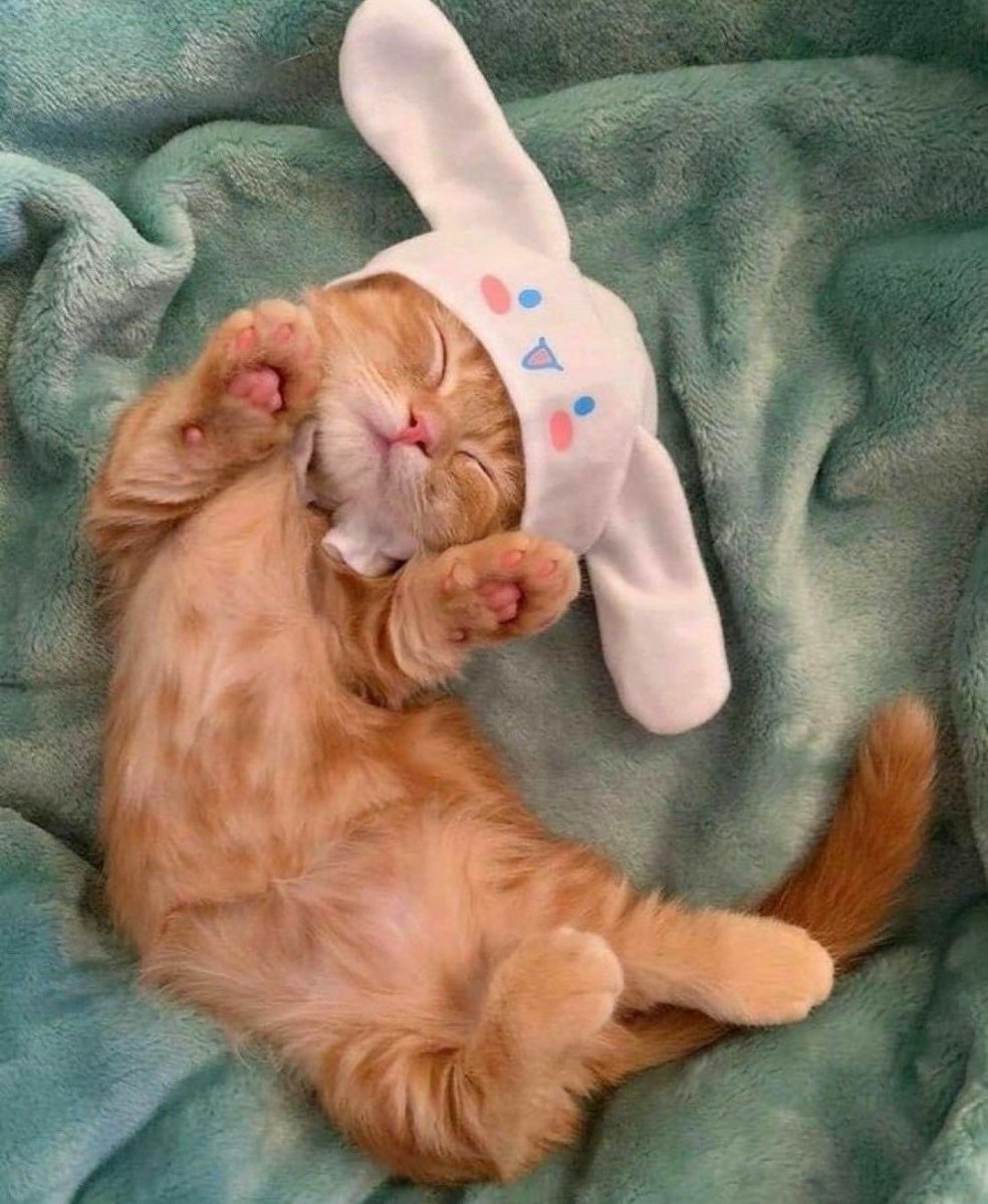 Catsillyness's tweet photo. Eepy https://t.co/pUv5Npq9KM