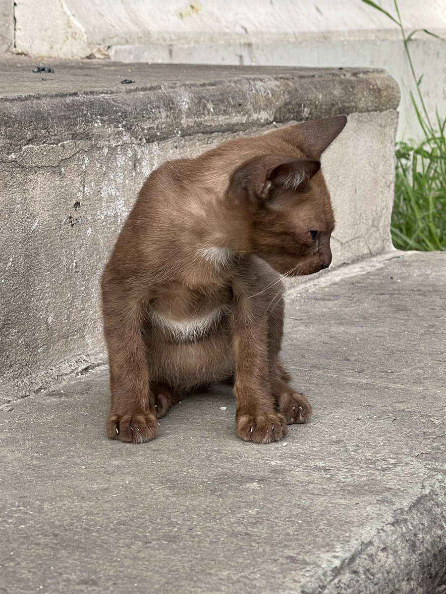 pizad_sura's tweet photo. หาบ้านให้พี่น้องกระทิง 🙏🏻🥺

อย่างที่เคยเล่า เราเคยมาเล่นกับแมวที่นี่แก๊งนึง ตัวจิ๋วน่ารัก ไปบ่อย แล้วครั้งนึงเจอมันแบบน้ำตาไหล เพราะเป็นหวัด กลับมาก็ไม่เจออีกเลยทั้งแก๊ง น่าจะป่วยตายหมด

ตอนไปจับกระทิง เจอพี่น้องกระทิง 1 ตัว สีเดียวกัน แต่น้ำตาไหลเยอะ เหมือนเป็นหวัด กำลังจะจับกระทิงไปฝากคลินิครอส่งเจ้าของใหม่ เราปล่อยผ่านไม่ได้จริง ๆ เราจะจับอีกตัวไปอยู่บ้านใหม่ มีชีวิตสดใส แต่ปล่อยพี่น้องเขาตายเหรอ 🥲 เลยจับตัวนี้มาด้วย กลัวจะป่วยแล้วไม่รอด พาไปรักษา แล้วฝากคลินิคไว้แล้ว ตอนนี้อยู่ในมือหมอ

ใครอยากได้แมวสีเดียวกับกระทิง ติดต่อได้เลยนะ กทม. เดี๋ยวเอาไปส่งให้ ตัวนี้สนับสนุนโดยพี่วัว @ppppcuddle สำหรับค่าตรวจโรค วัคซีน ค่าฝากคลินิคและค่ารักษา ฝากช่วยกัน rt ด้วยนะครับ 

#แมวหาบ้าน #หาบ้านให้แมว