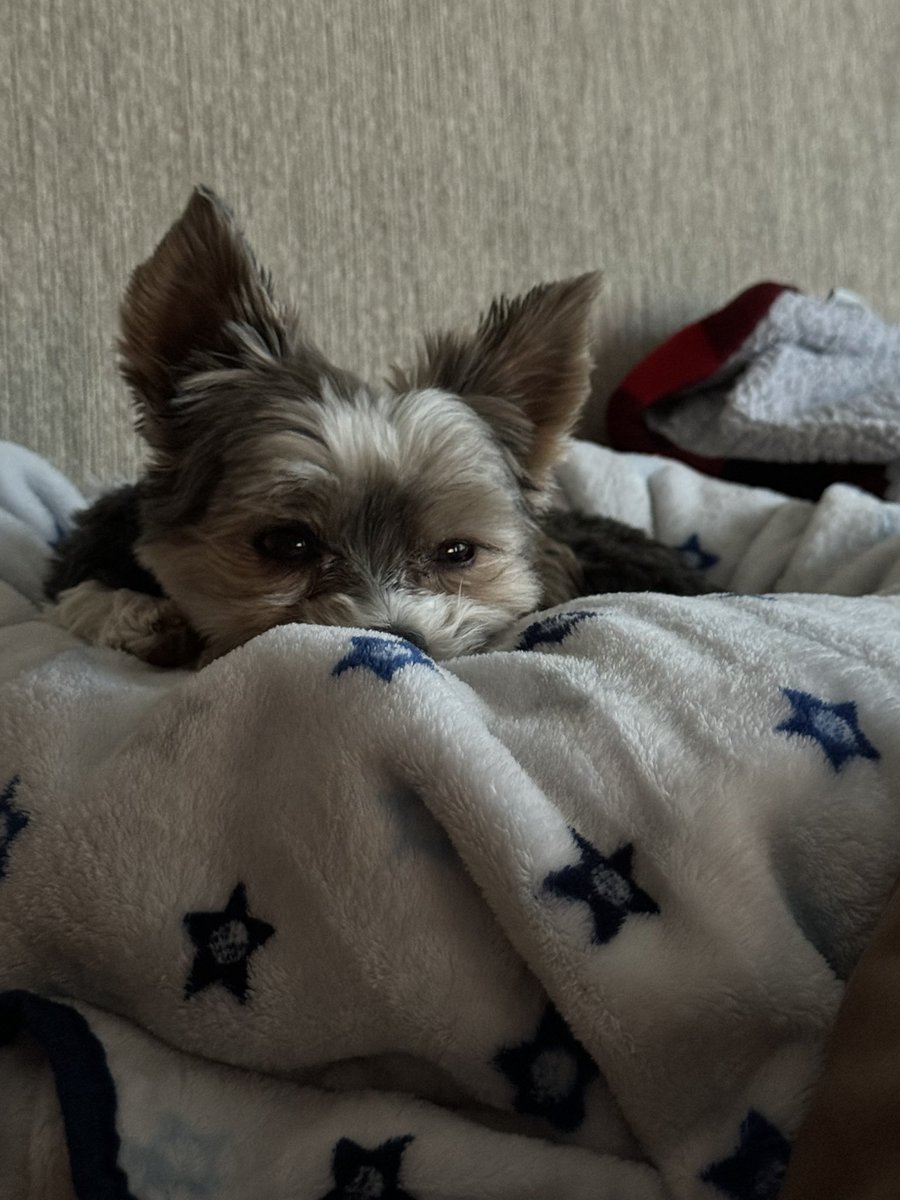CoryJoy's tweet photo. Gio. Fun filled day today &amp; now I am pooped out. Nighty nite 💤🐾🩵🥱 #SweetDreams https://t.co/mSYCW5gB34