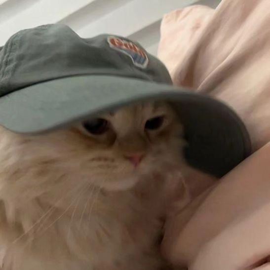 PunchingCat's tweet photo. https://t.co/7RvzQ35nlD